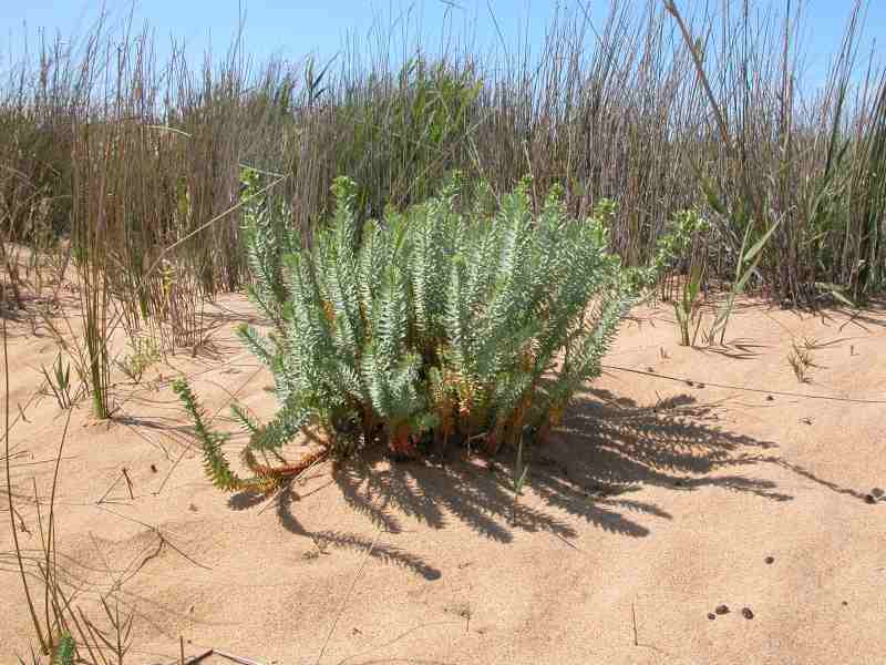 Euphorbia paralias o pithyusa ?